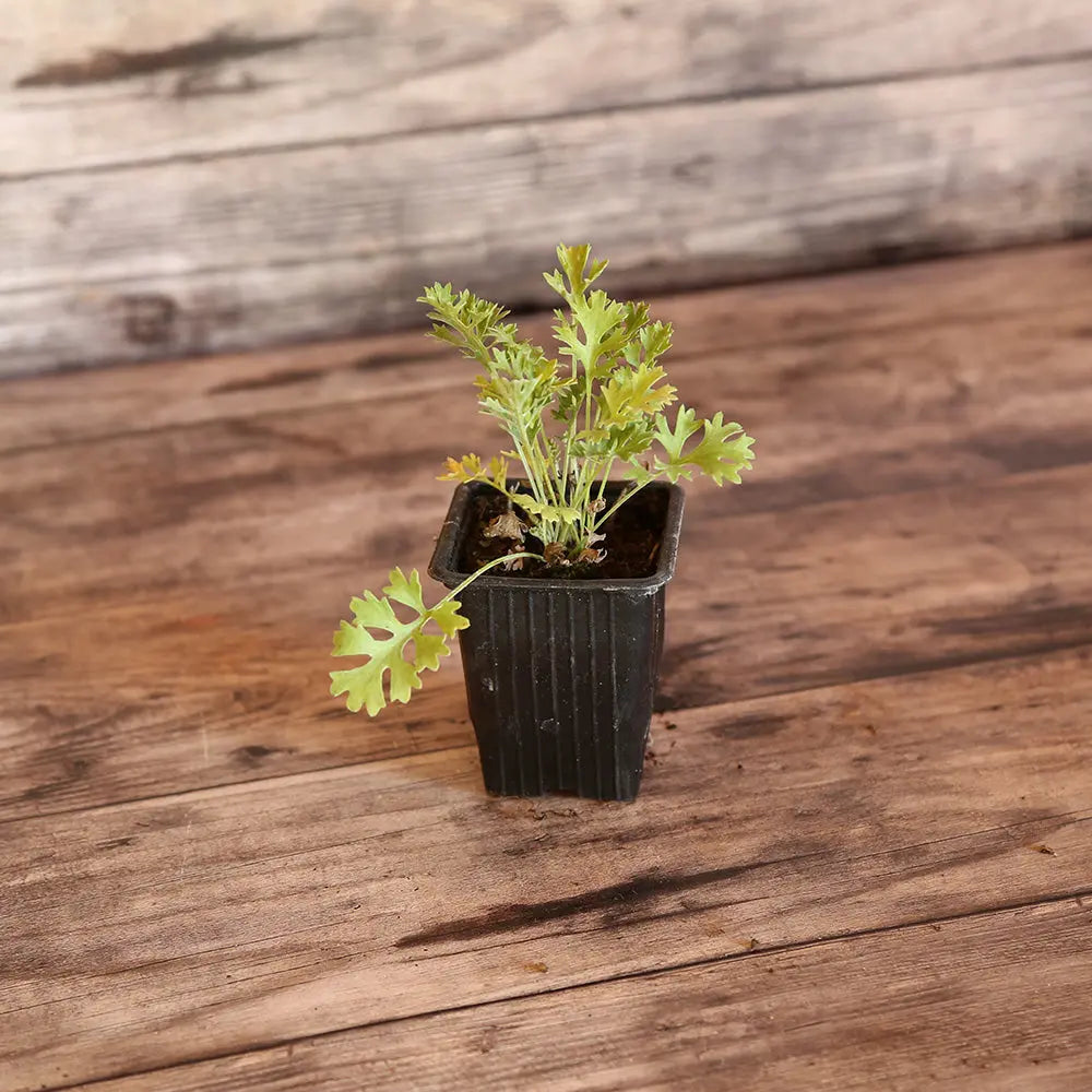 PYRETHRE DE DALMATIE - PLANT