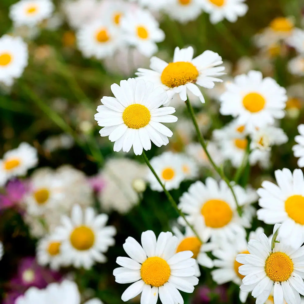 PYRÈTHRE DE DALMATIE - PLANT