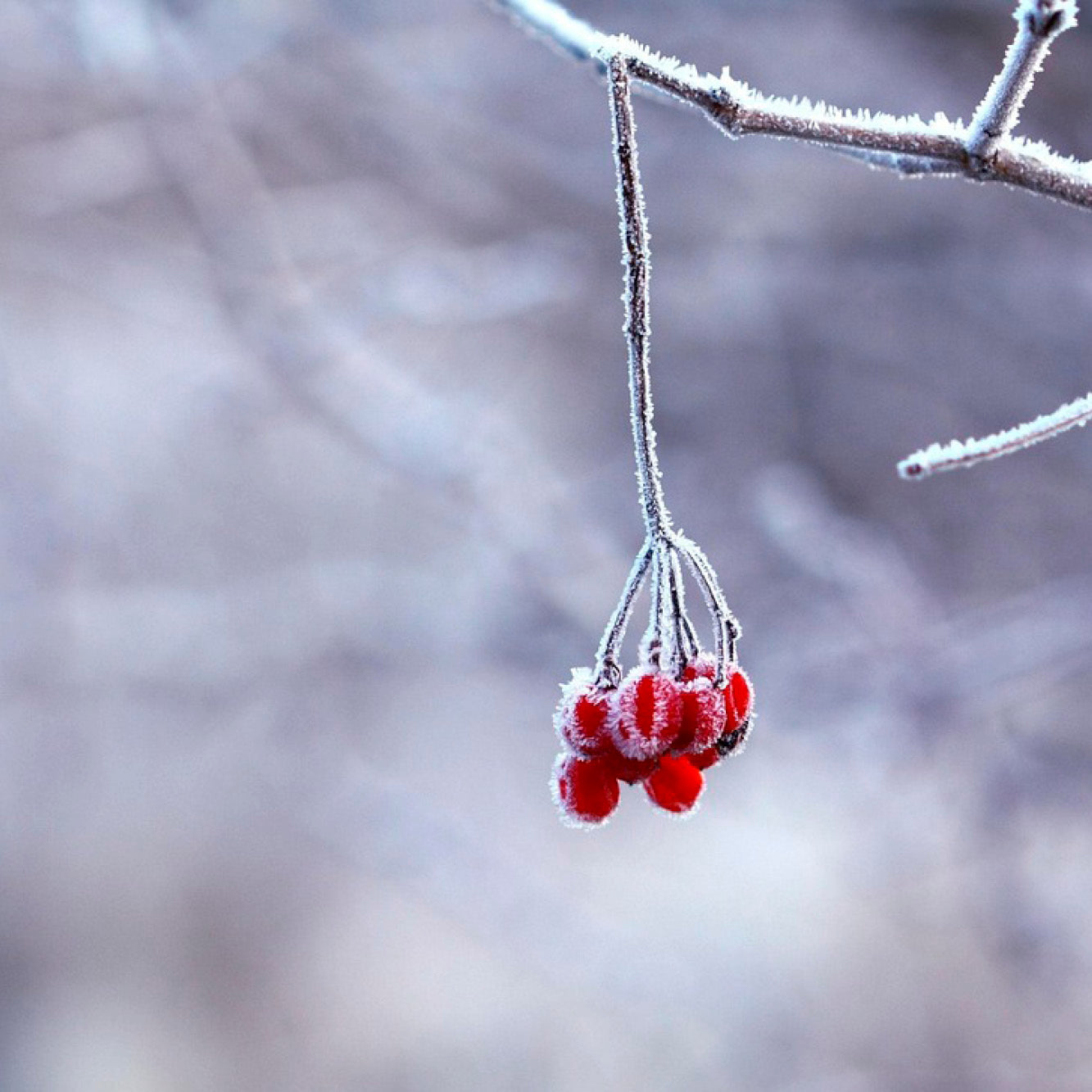 SÉLECTION DE PETITS FRUITS PEU FRILEUX