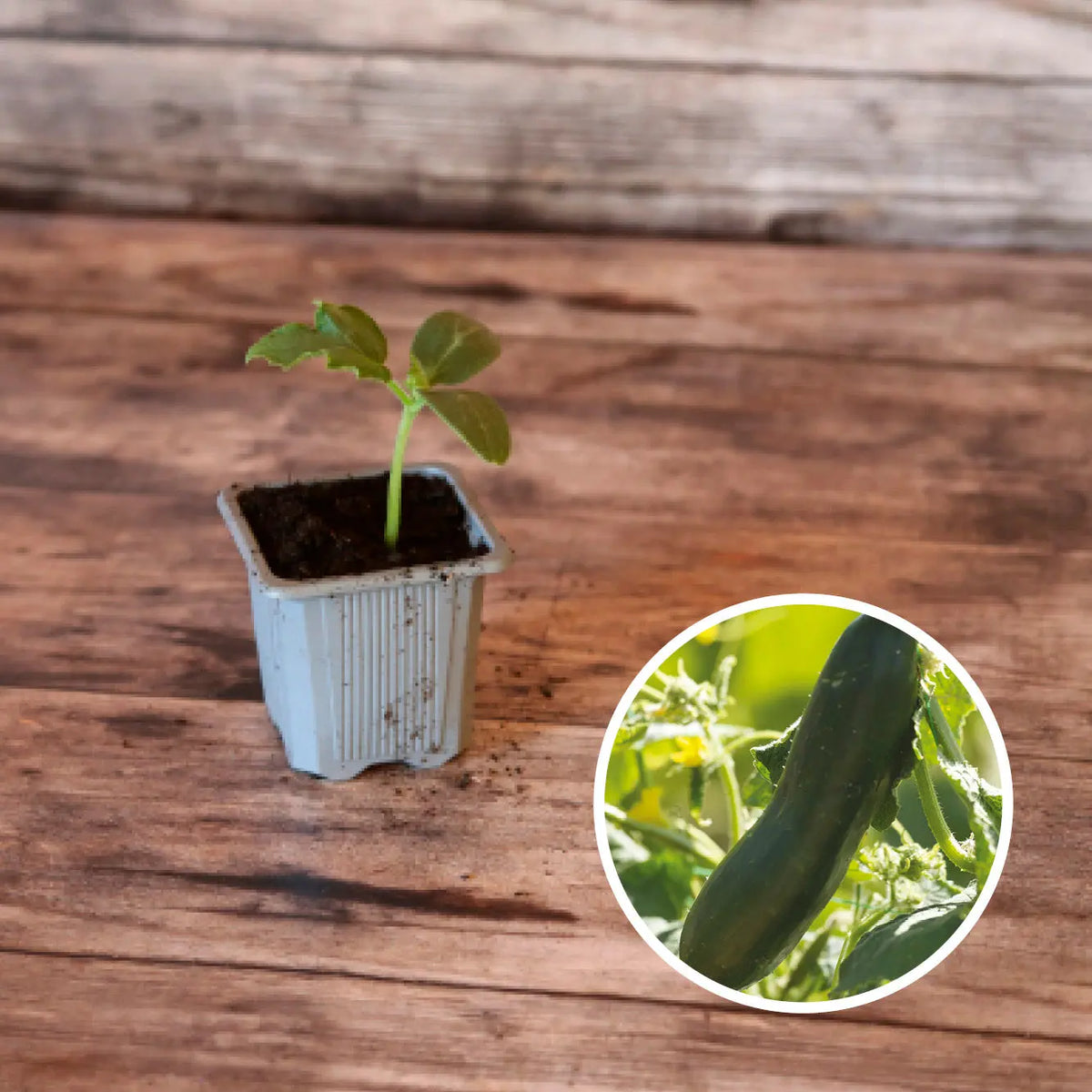 Plant de concombre vert long maraîcher bio – La Ferme de Sainte Marthe