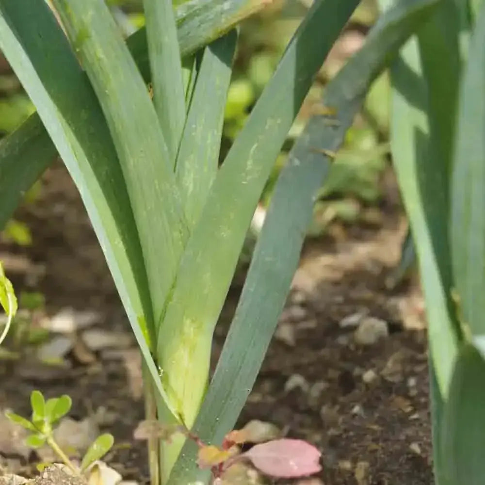 Plant de poireau bleu de solaise bio – La Ferme de Sainte Marthe