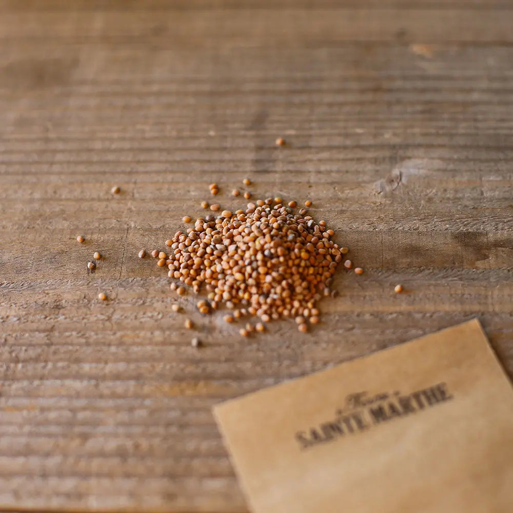 RADIS DE 18 JOURS AB