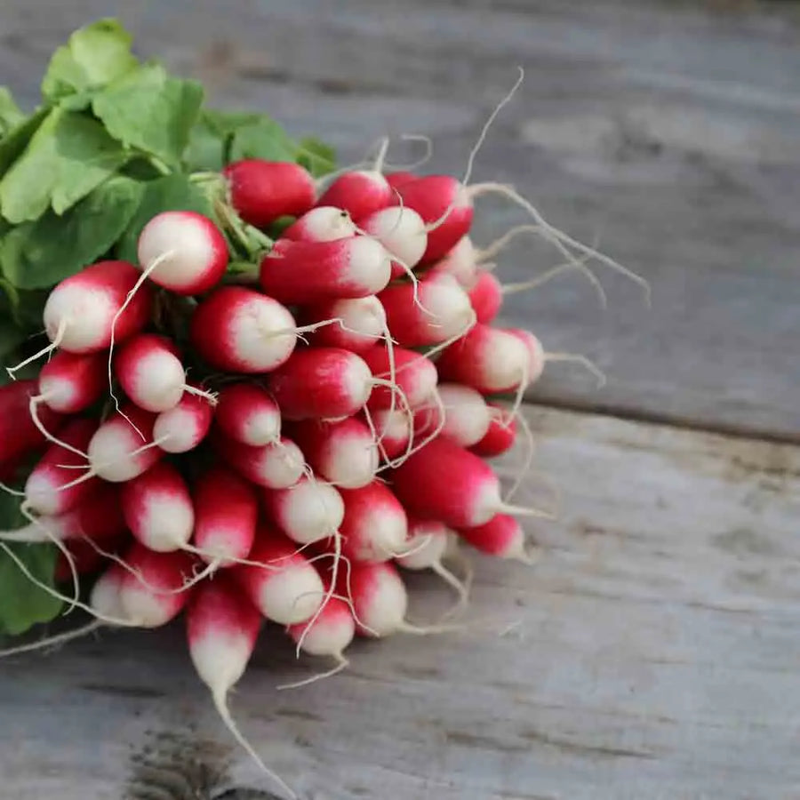 Radis de 18 jours