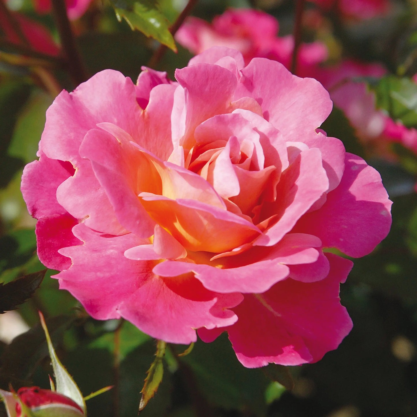 ROSIER BELLE DE CLERMONT EVERAND AB