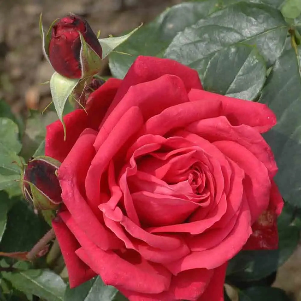 ROSIER KARL HERBST - GRANDES FLEURS