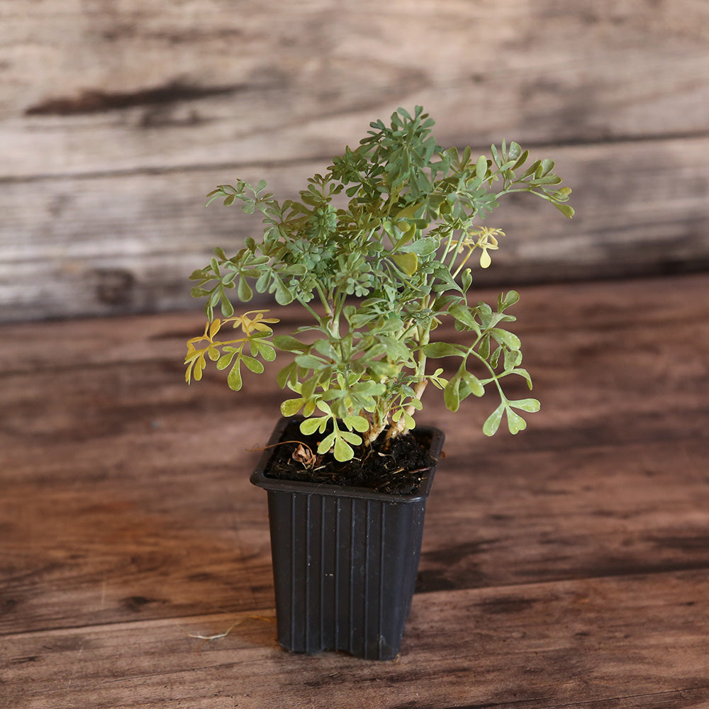 RUE AB - PLANT