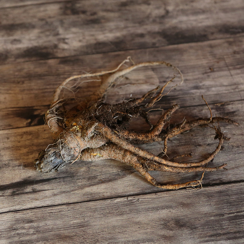 RHUBARBE VICTORIA - SOUCHE AB