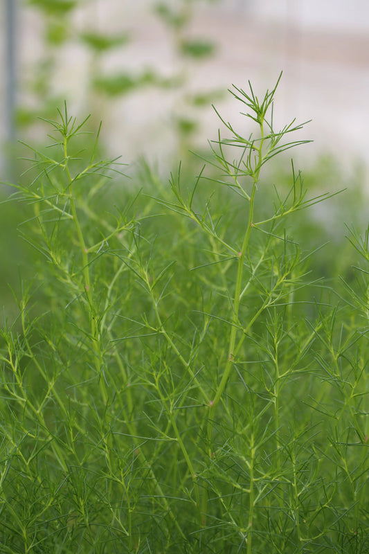 SALICORNE JAPONAISE AB