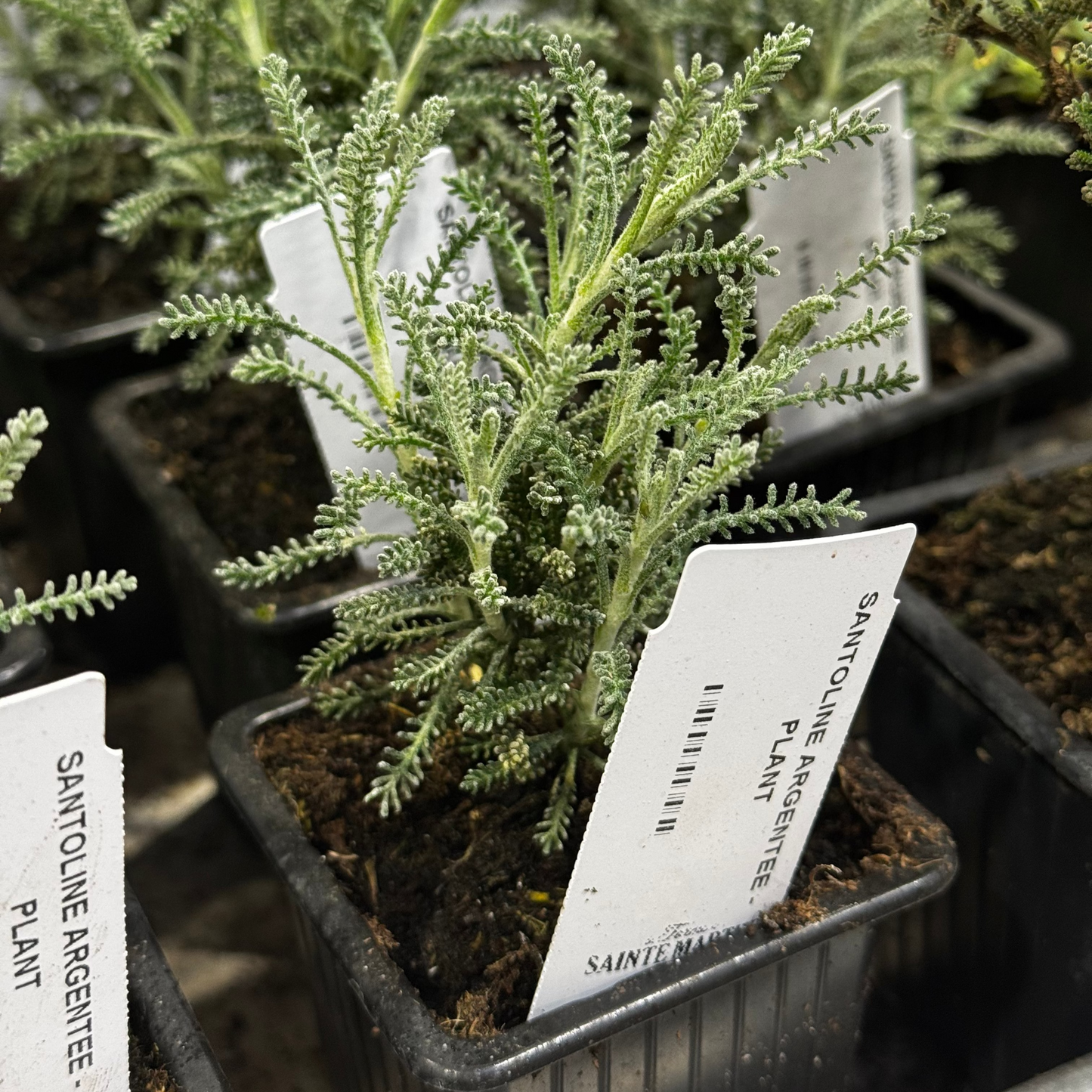 SANTOLINE ARGENTEE - PLANT
