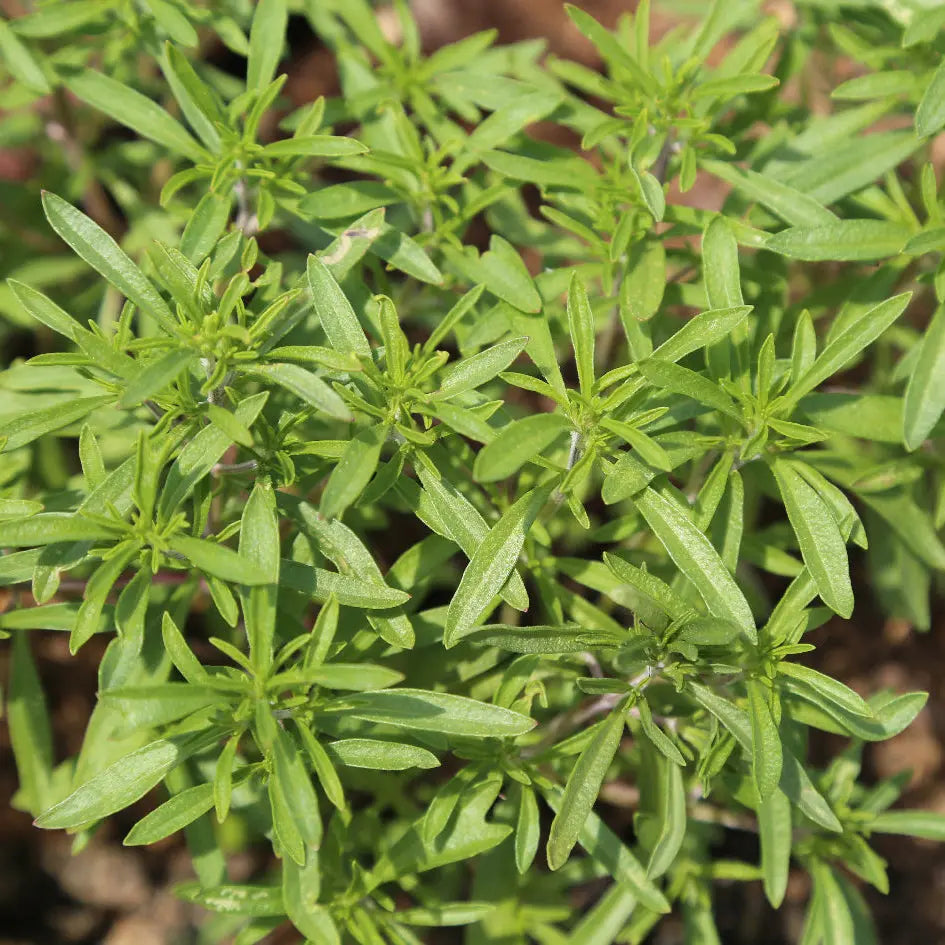 SARRIETTE CITRON AB - PLANT