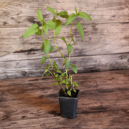 SAUGE DES MARAIS - PLANT