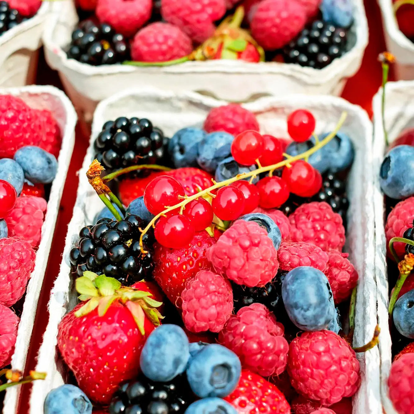 SÉLECTION DES "CLASSIQUES" DU JARDIN