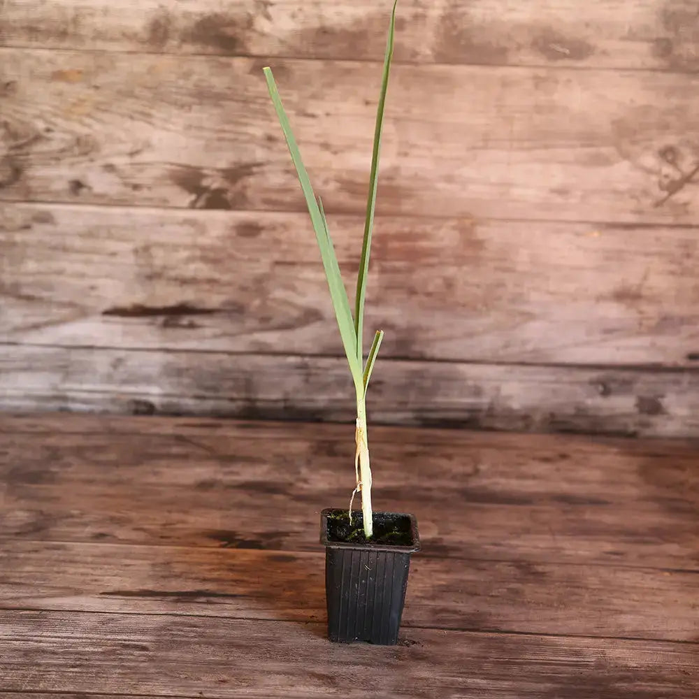 POIREAU PERPETUEL AB - PLANT
