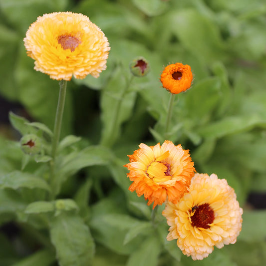 SOUCI PINK SURPRISE AB