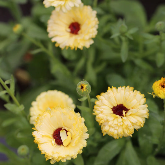 SOUCI SNOW PRINCESS AB