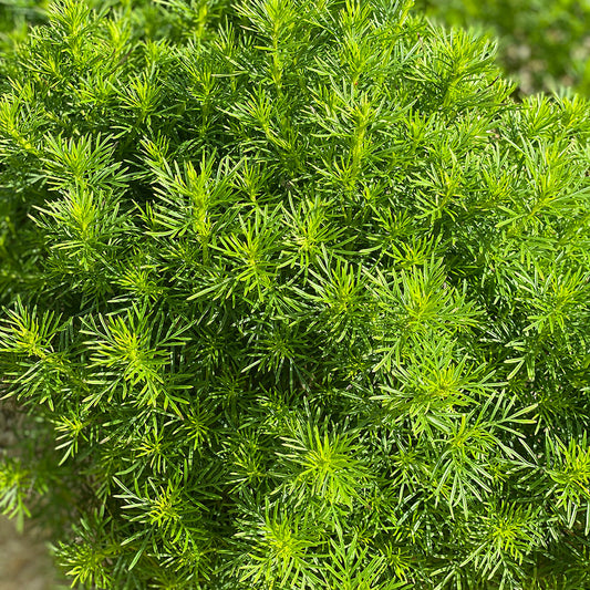 TAGETE DROPSHOT REGLISSE NT