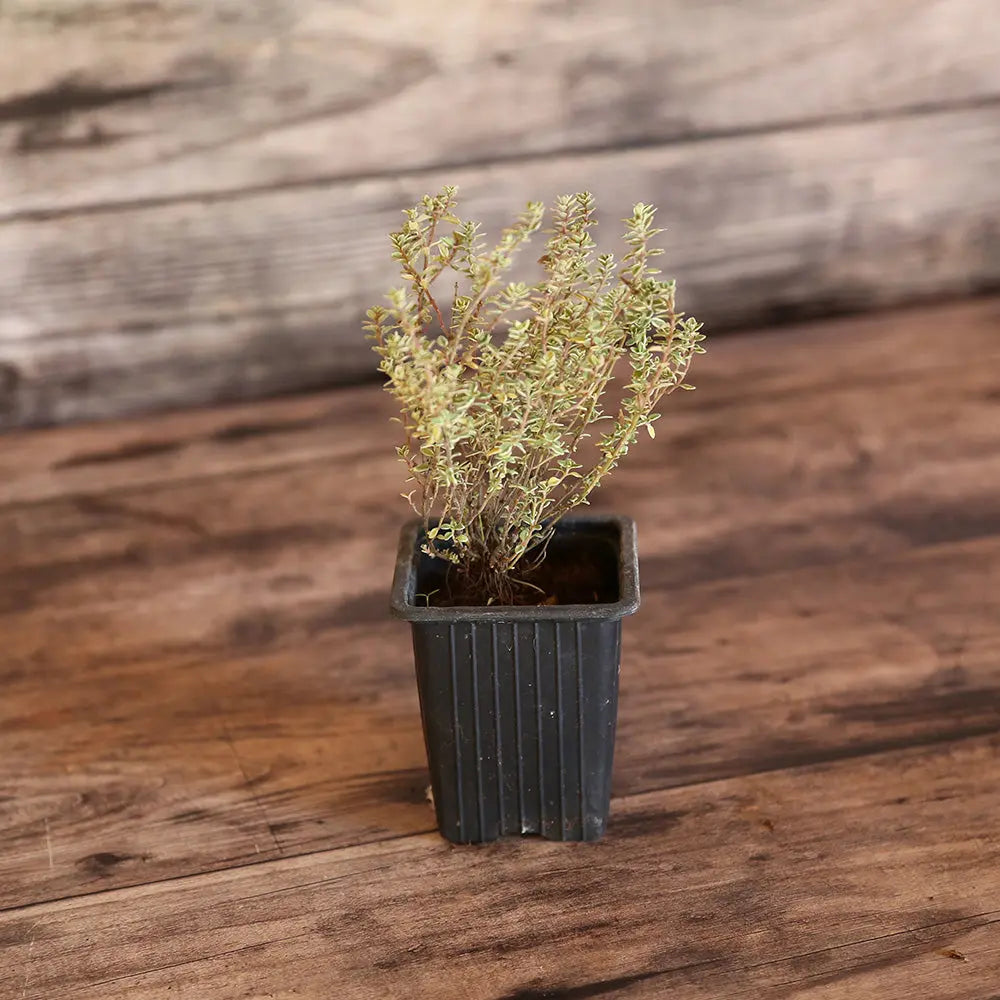 THYM CITRON SILVER QUEEN AB - PLANT