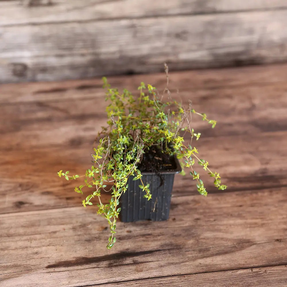 THYM CORSE OU HERBA BARONNA AB - PLANT