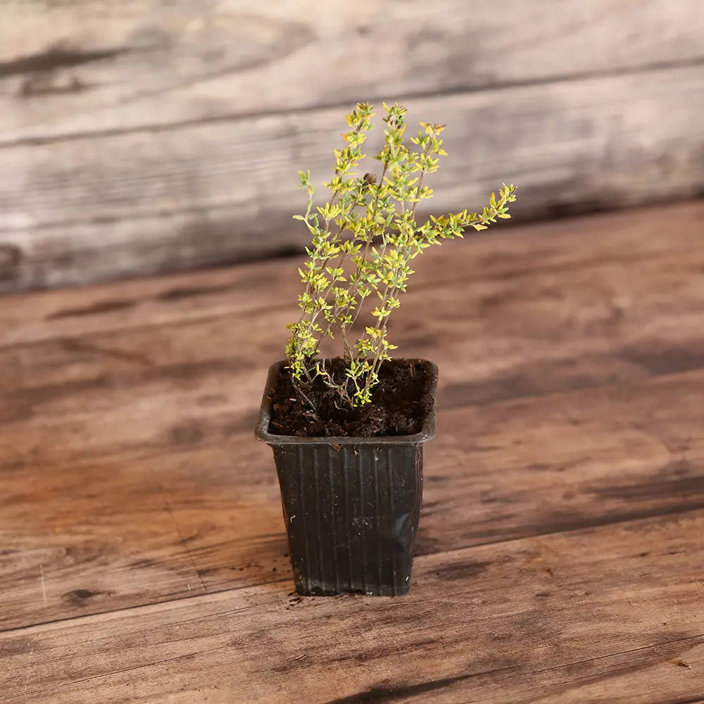 THYM SENTEUR DE ROSE - PLANT