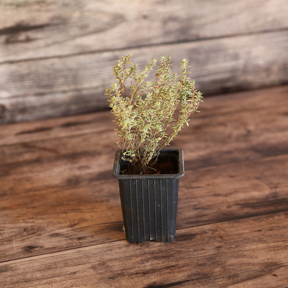 THYM CITRON SILVER QUEEN AB - PLANT