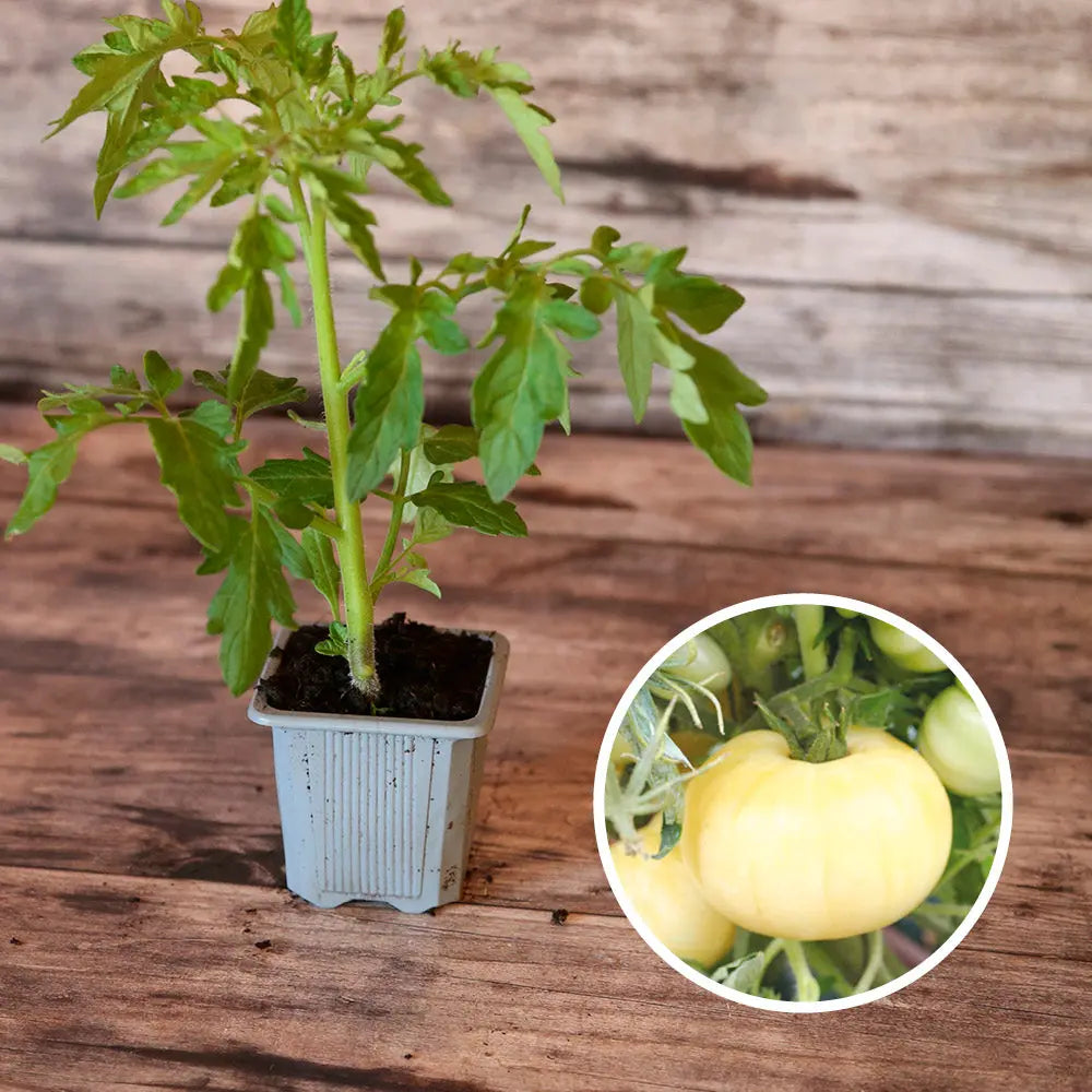 TOMATE BEAUTE BLANCHE AB - PLANT