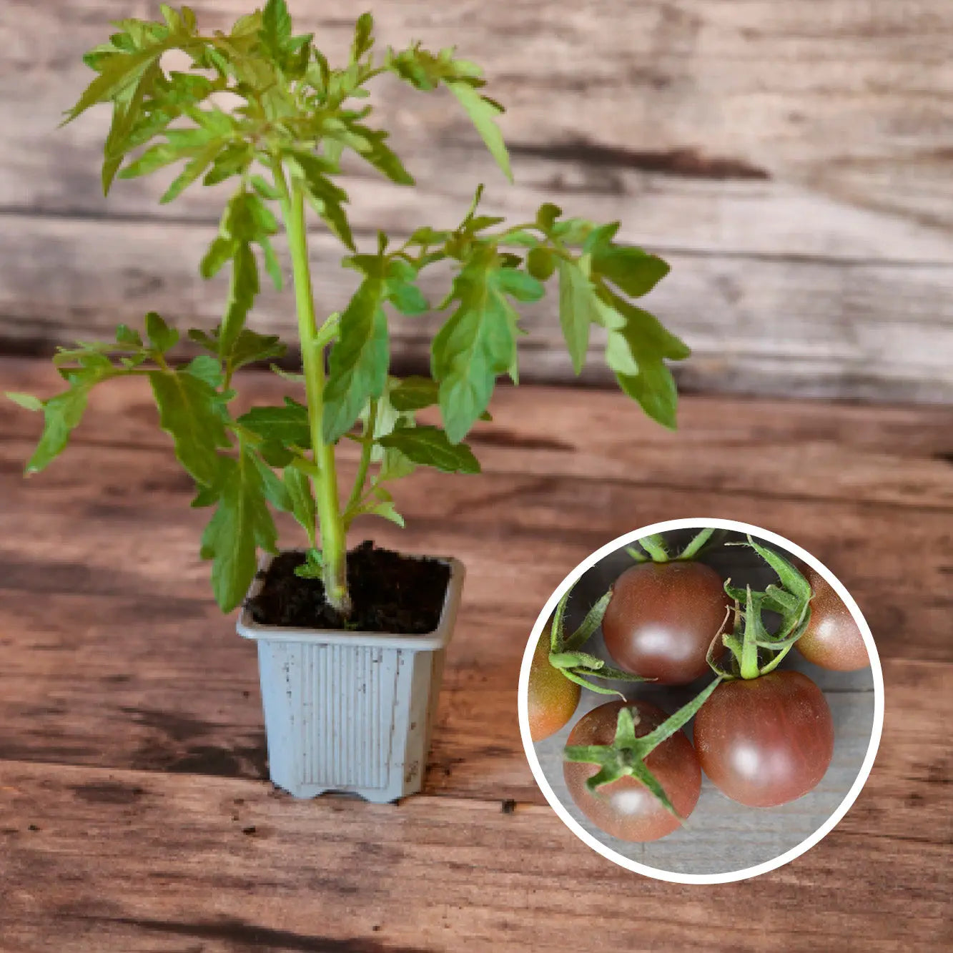 TOMATE BLACK CHERRY PLANT AB