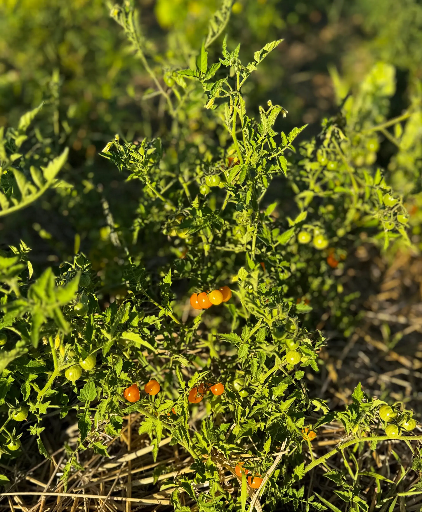 TOMATE DES GALAPAGOS AB