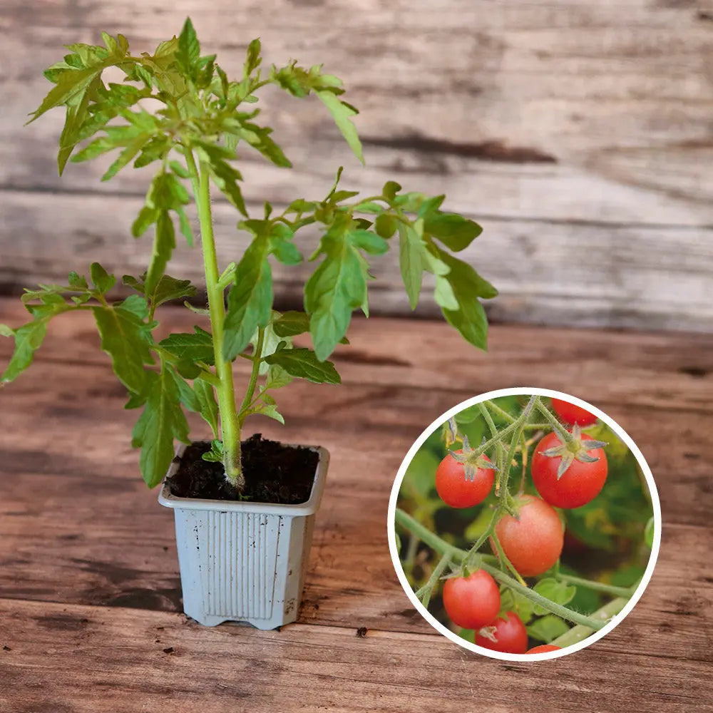 TOMATE DITMARSHER'S SUSPENSION AB - PLANT