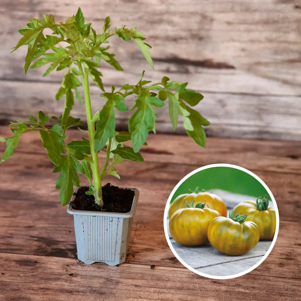 TOMATE EVERGREEN AB - PLANT
