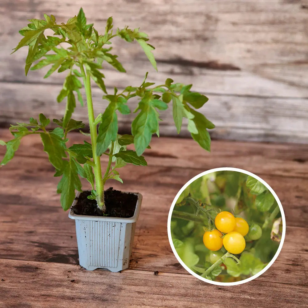 TOMATE GROSEILLE JAUNE TYPE PETIT MOINEAU AB - PLANT
