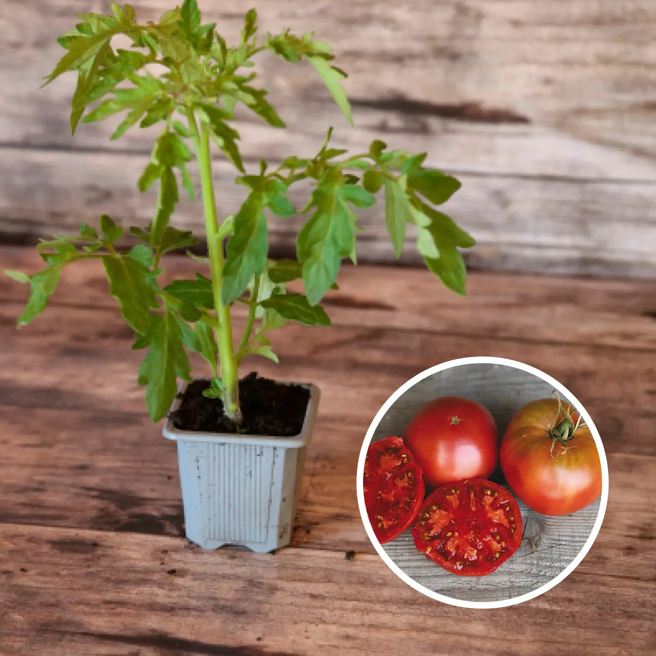TOMATE NOIRE DE CRIMEE PLANT AB