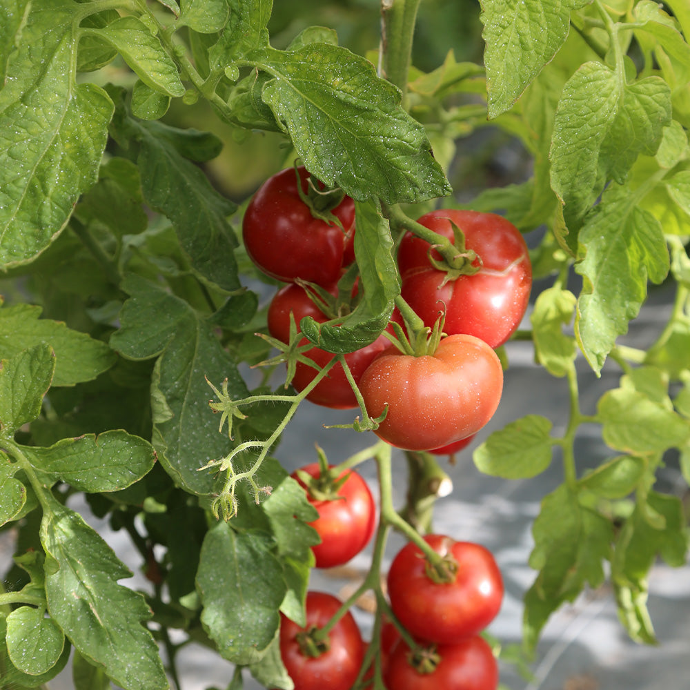 TOMATE-REDFIELD-BEAUTY-AB