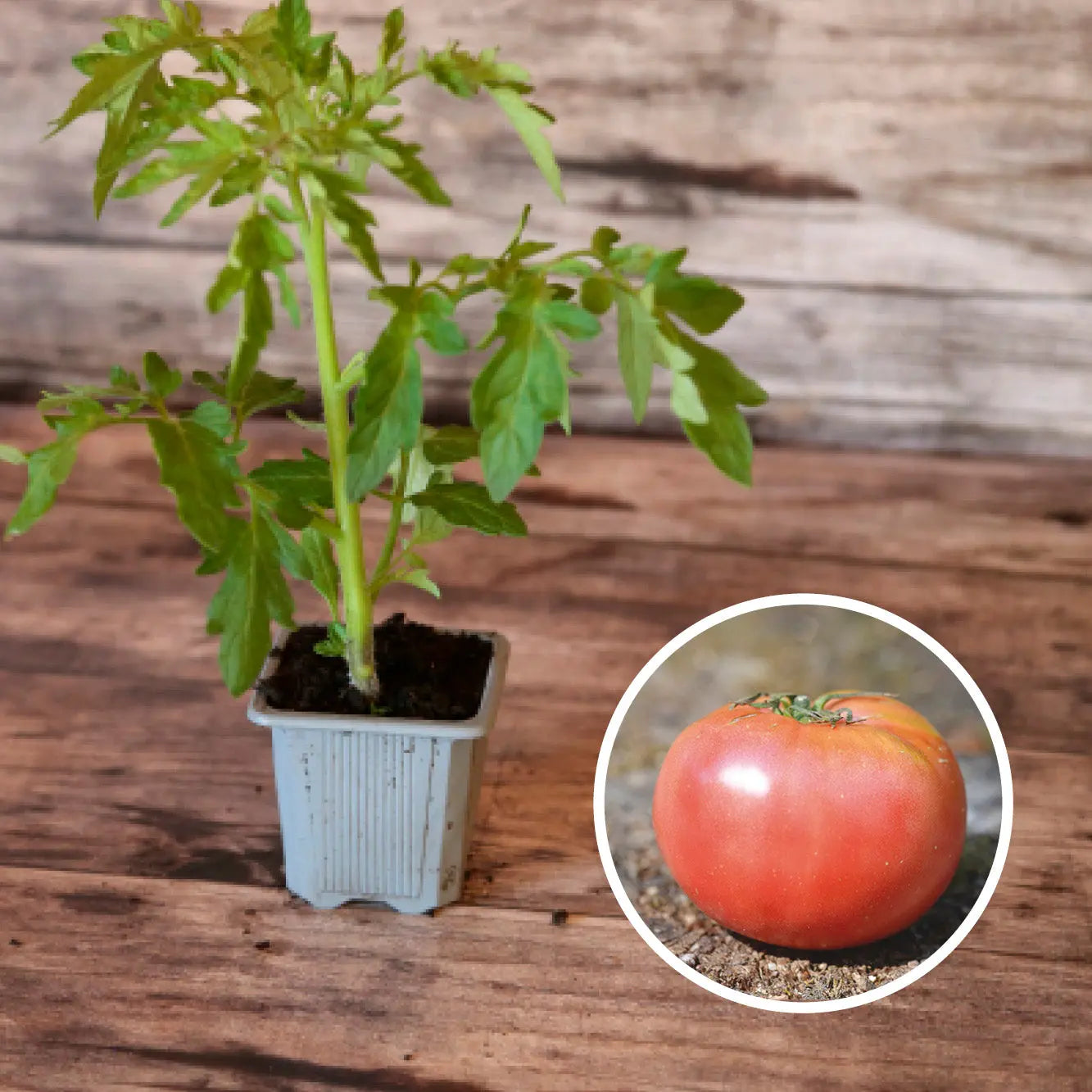 TOMATE ROSE DE BERNE PLANT AB