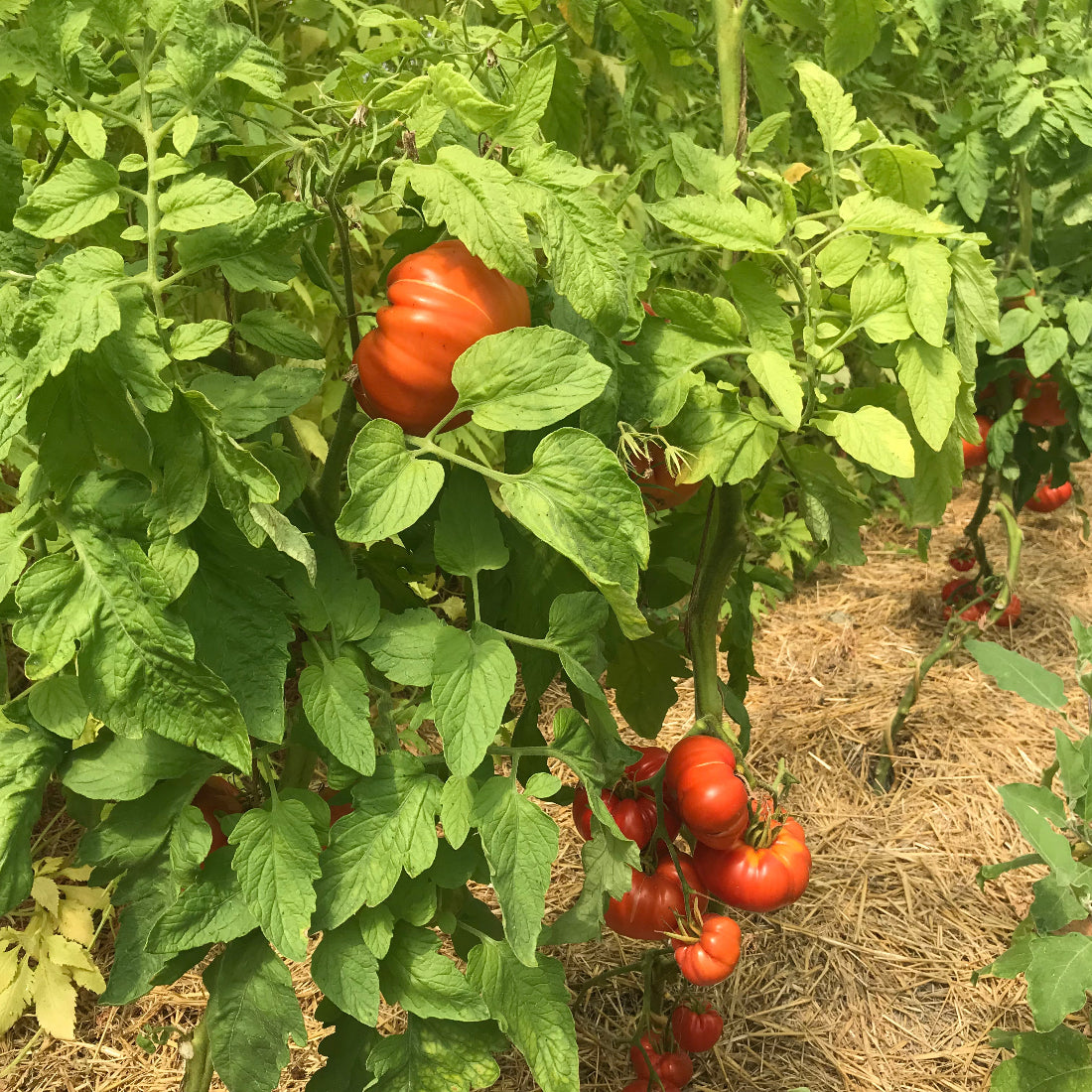 Tomates couilles de taureau sur plants