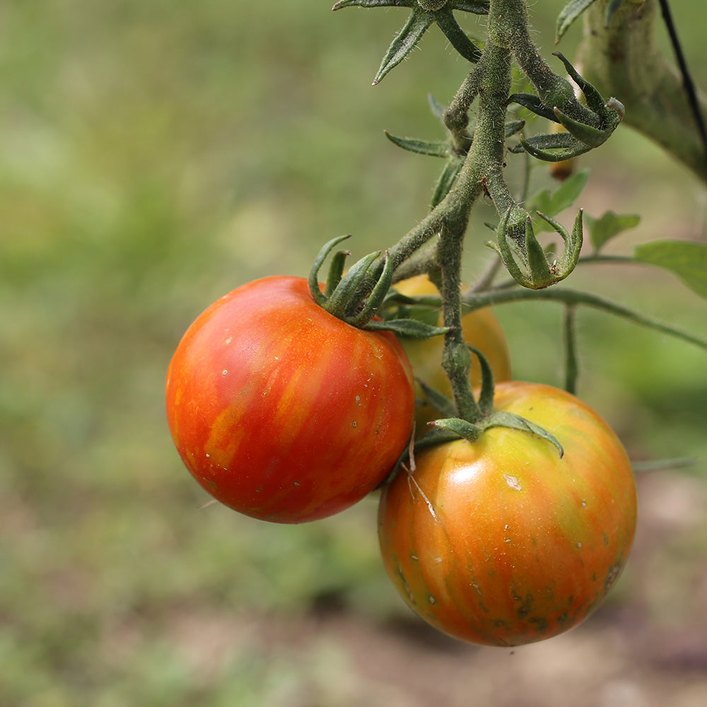 TOMATE TIGRELLA BICOLORE AB