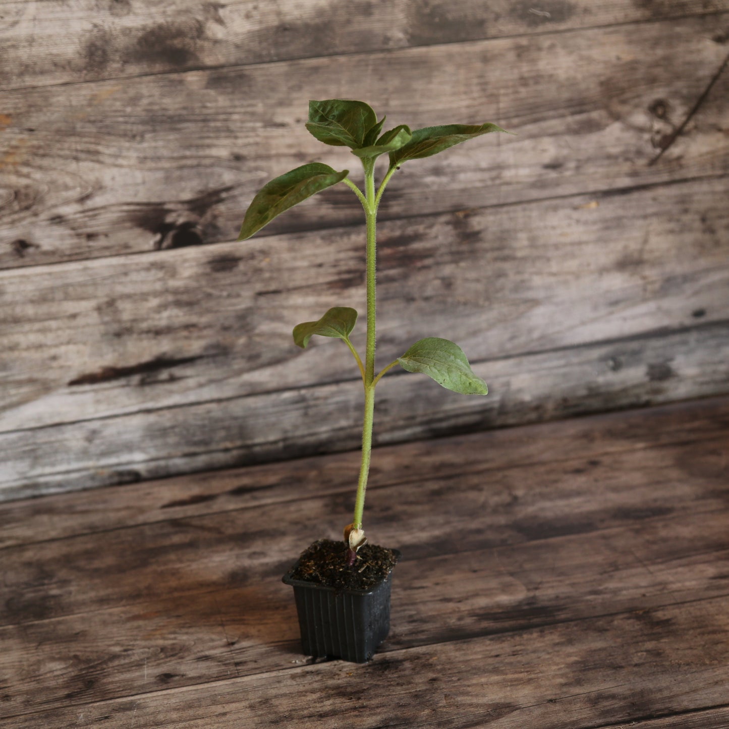 SUNFLOWER AUTUMN BEAUTY AB - PLANT