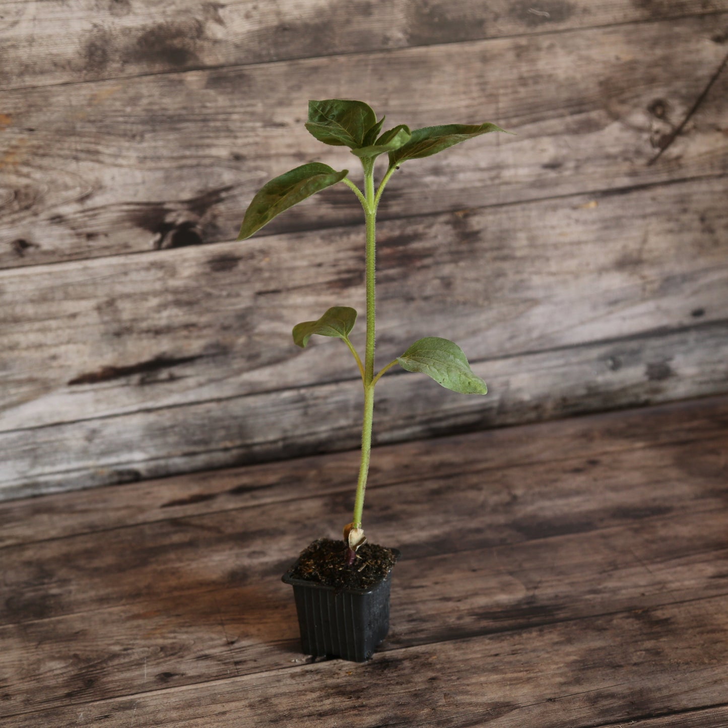 TOURNESOL AUTUMN BEAUTY AB - PLANT