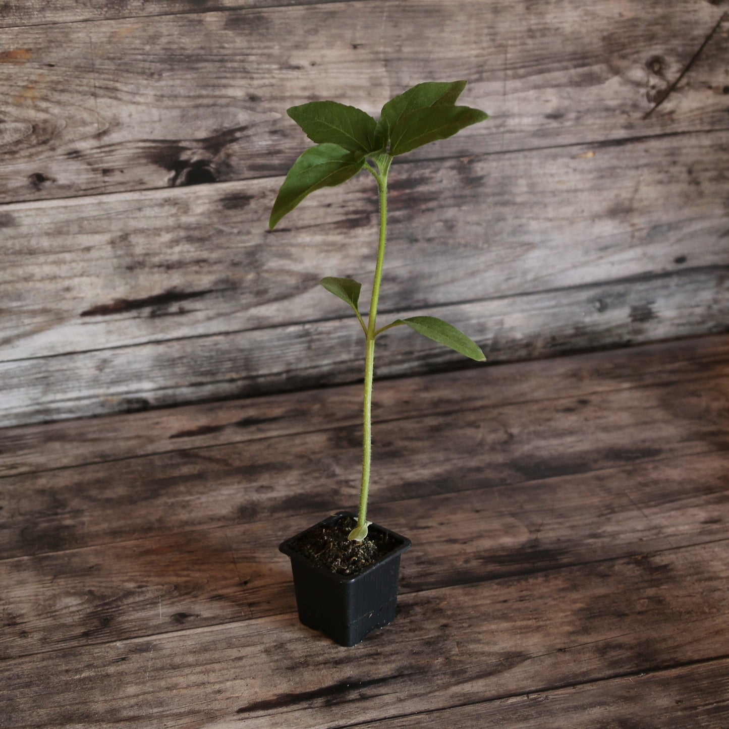 TOURNESOL TAIYO AB - PLANT