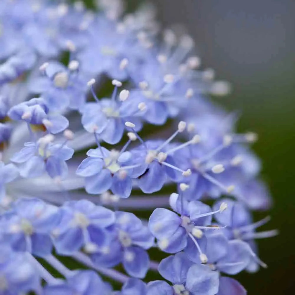 TRACHYMENE LACYBLUE AB