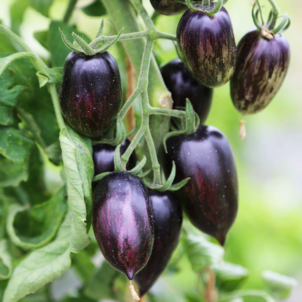 TOMATE BRAD'S ATOMIC GRAPE AB