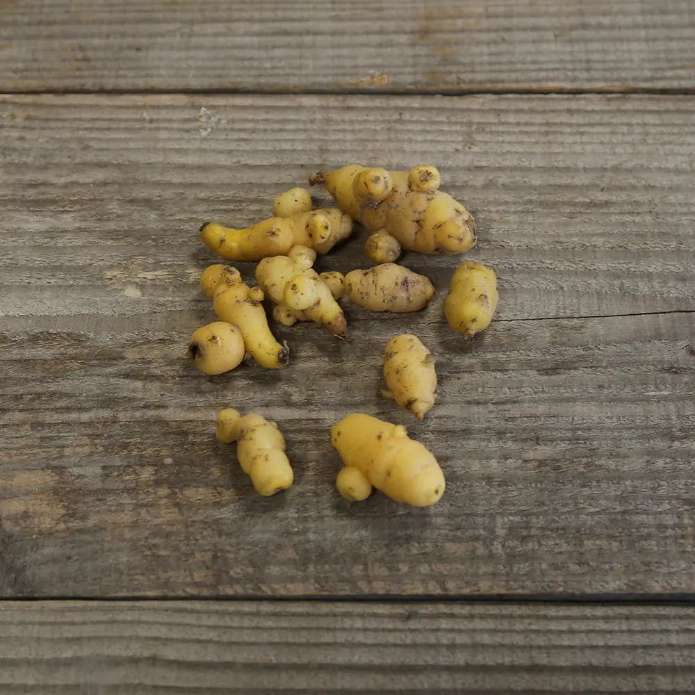 Tubercules d'oca du pérou jaune bio – La Ferme de Sainte Marthe