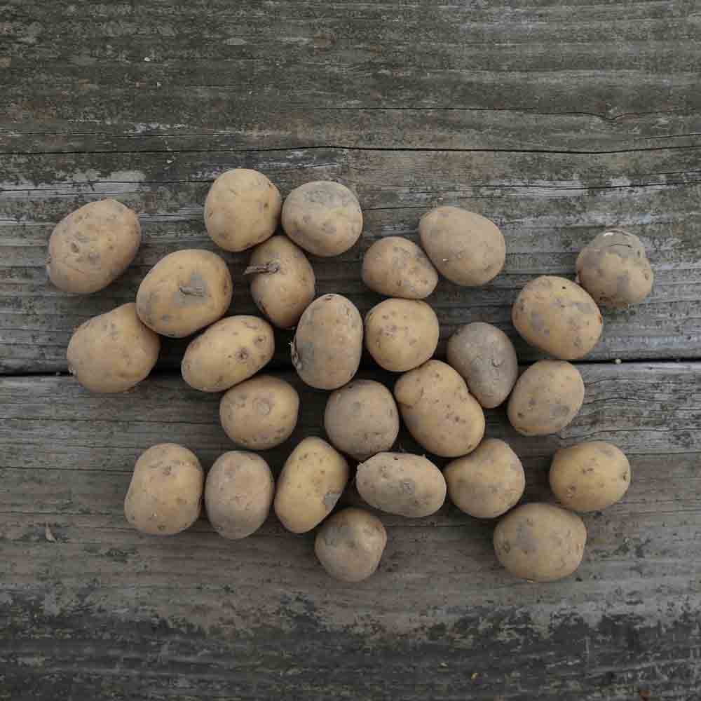 Tubercules de pomme de terre aliénor – La Ferme de Sainte Marthe