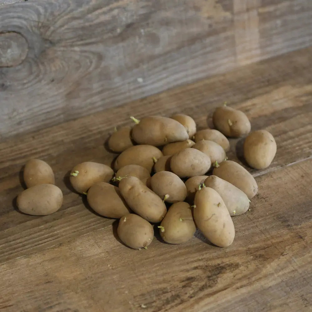 Tubercules de pomme de terre dolwen primeur® (variété gwenne) – La Ferme de Sainte Marthe