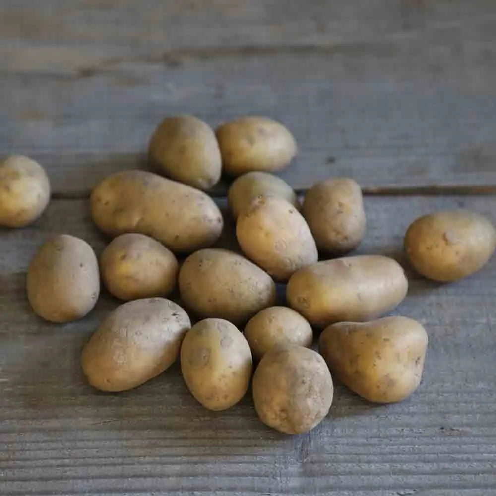 Tubercules de pomme de terre écrin bio – La Ferme de Sainte Marthe