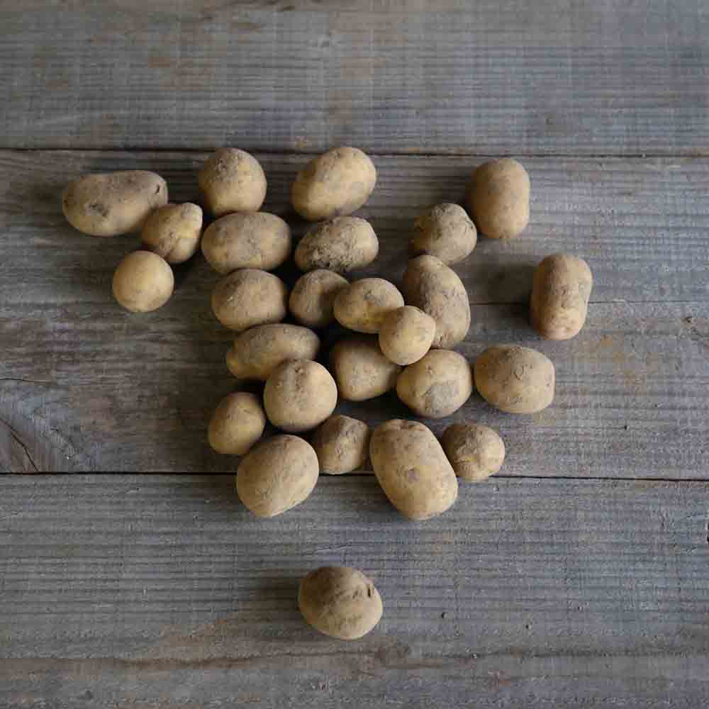 Tubercules de pomme de terre étincelle bio – La Ferme de Sainte Marthe