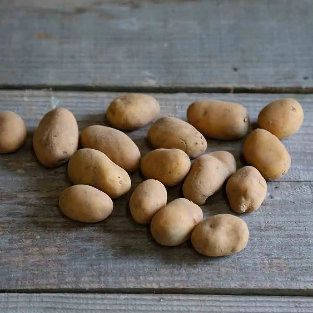 Tubercules de pomme de terre gold marie bio – La Ferme de Sainte Marthe
