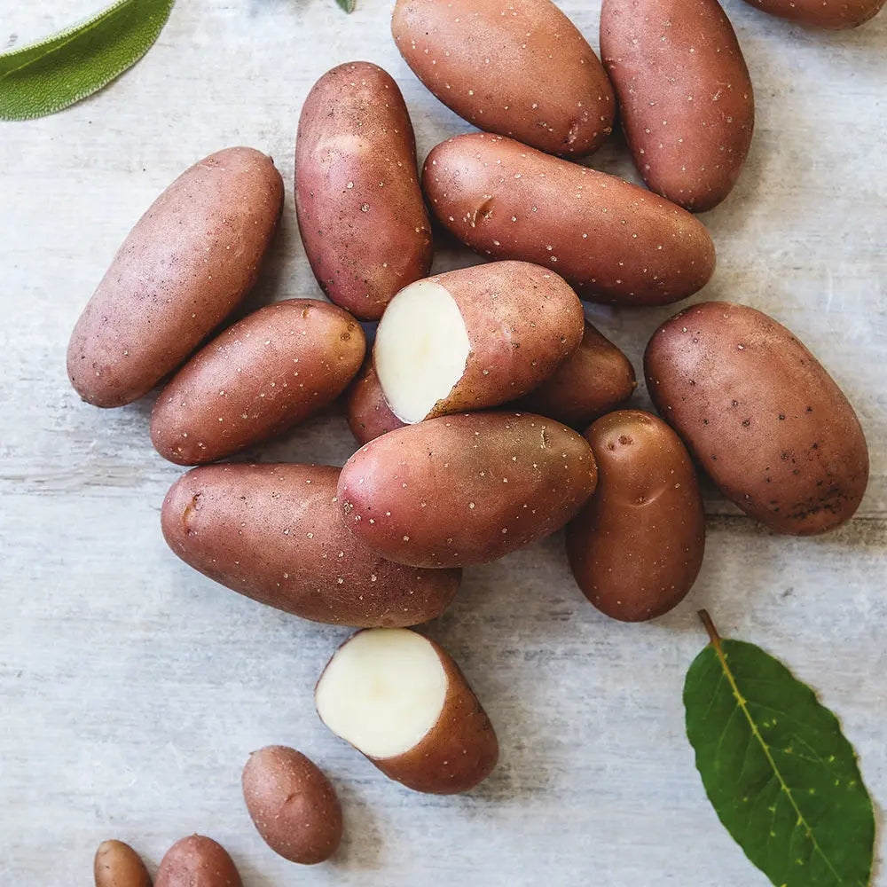 Tubercules de pomme de terre rose de france (ou cirelle) – La Ferme de Sainte Marthe