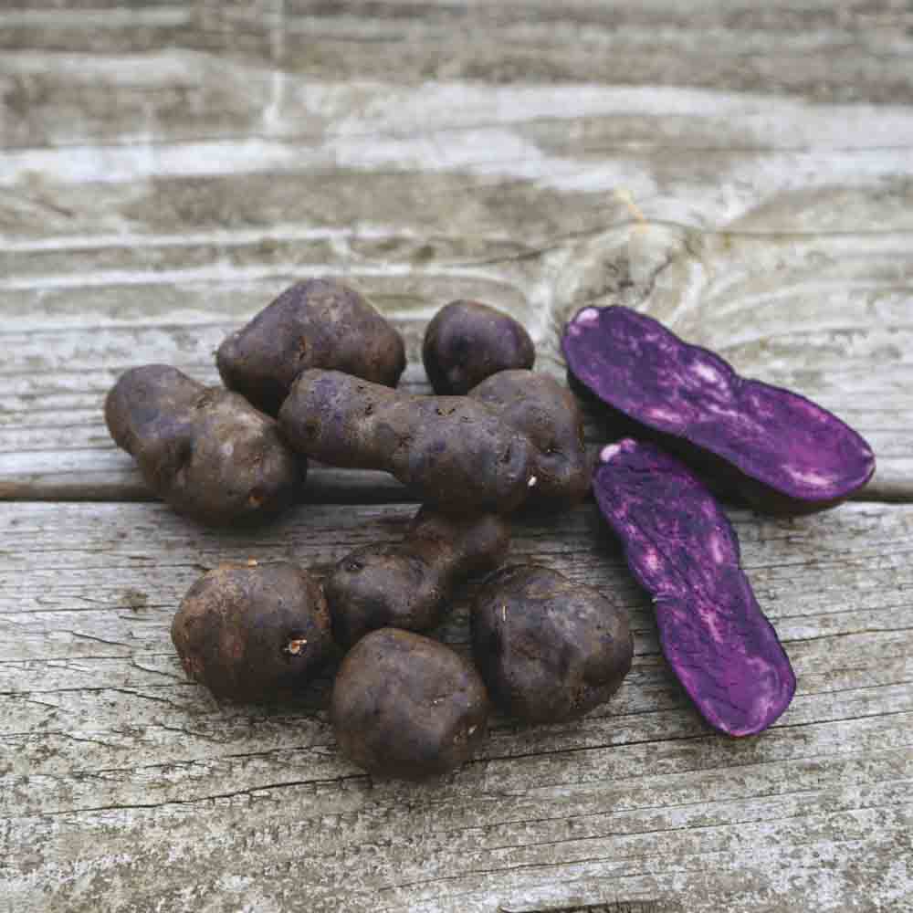 Tubercules de pomme de terre vitelotte – La Ferme de Sainte Marthe