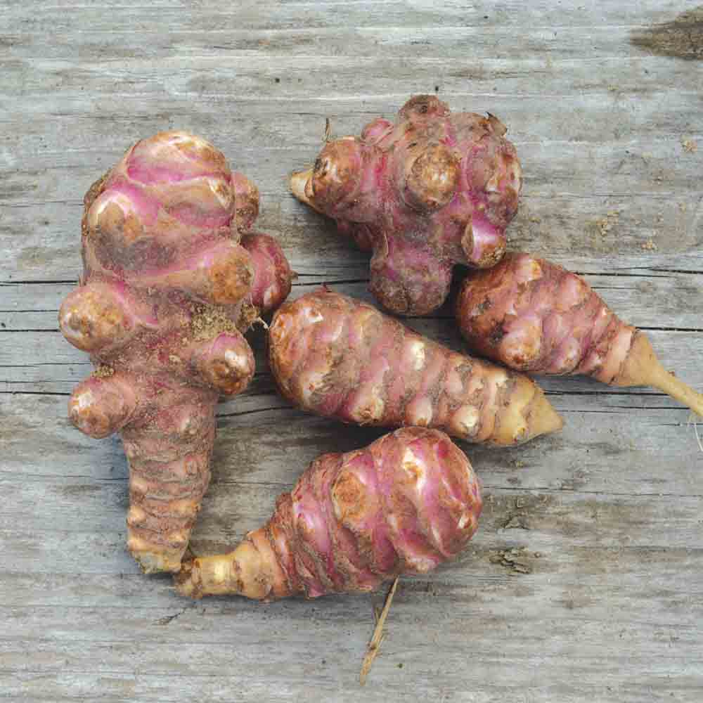 Tubercules de topinambour violet de rennes bio – La Ferme de Sainte Marthe