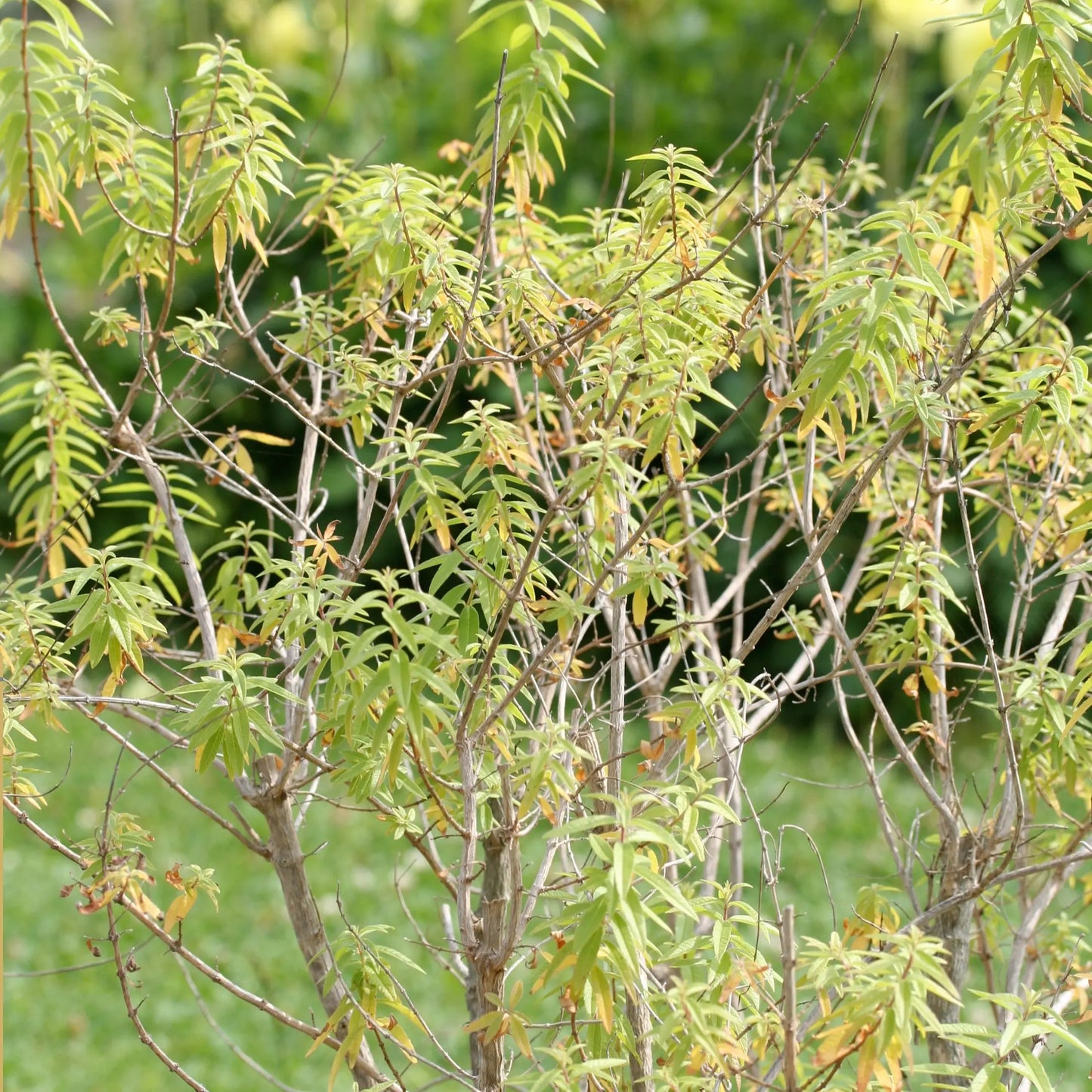 VERVEINE CITRONNELLE AB - PLANT